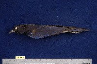 藏品(臺灣紫嘯鶇)的圖片